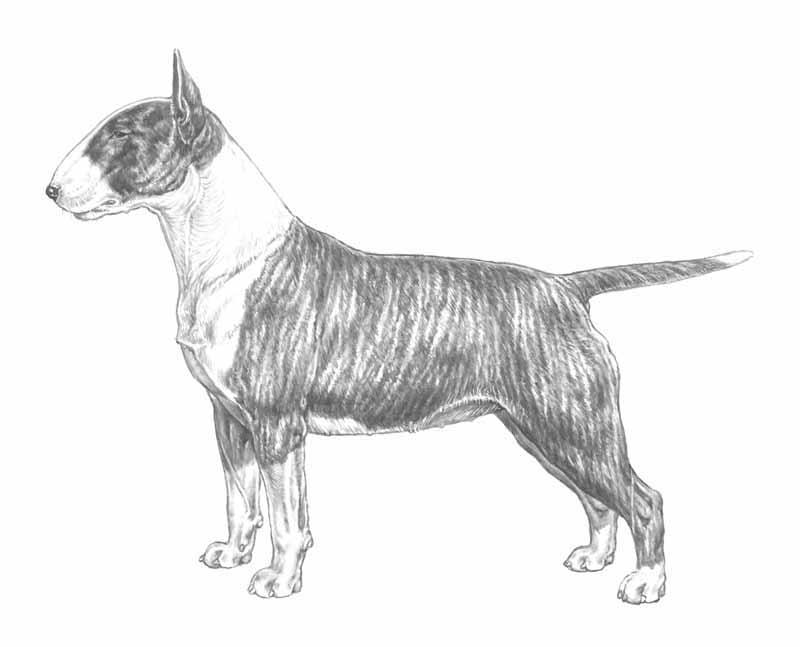 bull-terrier---011_vv_800px